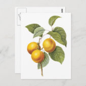 Carte Postale Illustration botanique Apricot-Peach (Devant / Derrière)