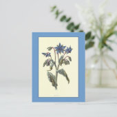 Carte Postale Illustration botanique "Borage" (Debout devant)