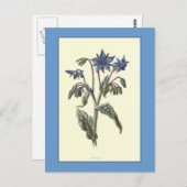 Carte Postale Illustration botanique "Borage" (Devant / Derrière)