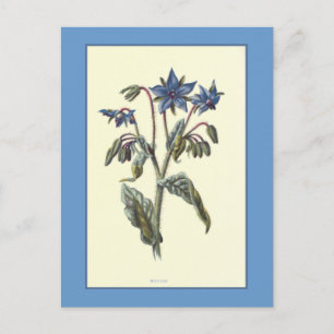 Carte Postale Illustration botanique "Borage"