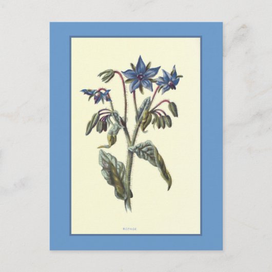 Carte Postale Illustration botanique "Borage" (Devant)