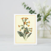 Carte Postale Illustration botanique "Cowslip" (Debout devant)