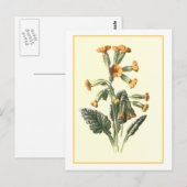 Carte Postale Illustration botanique "Cowslip" (Devant / Derrière)