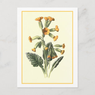 Carte Postale Illustration botanique "Cowslip"