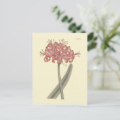 Carte Postale Illustration botanique d'Amaryllis à feuilles glau (Debout devant)