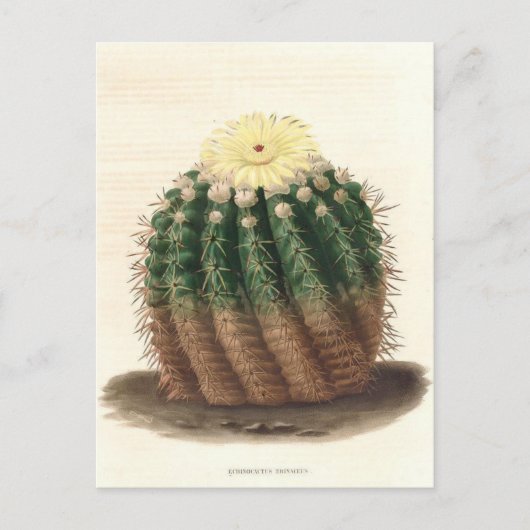 Carte Postale Illustration botanique de Cactus de 1841 (Devant)