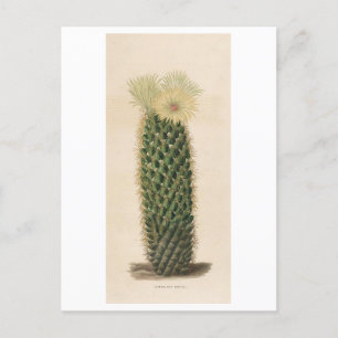 Carte Postale Illustration botanique de Cactus de 1841
