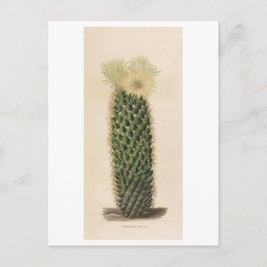 Carte Postale Illustration botanique de Cactus de 1841 (Devant)