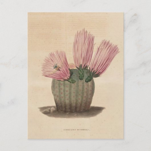 Carte Postale Illustration botanique de Cactus de 1841 (Devant)