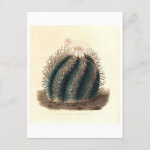 Carte Postale Illustration botanique de Cactus de 1841