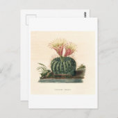 Carte Postale Illustration botanique de Cactus de 1841 (Devant / Derrière)
