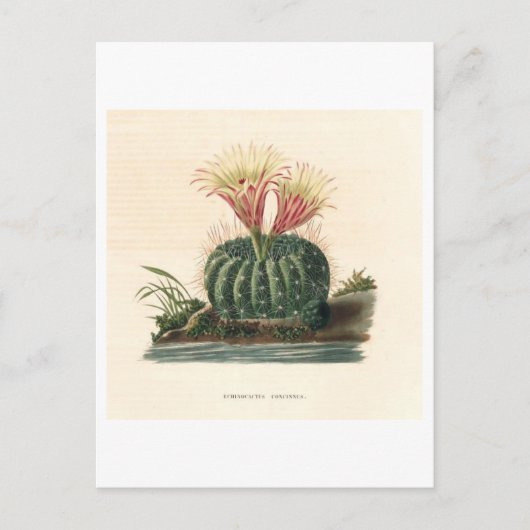 Carte Postale Illustration botanique de Cactus de 1841 (Devant)