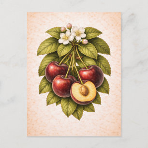 Carte Postale Illustration botanique de cerise de style vintage
