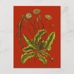 Carte Postale Illustration botanique de Dandelion