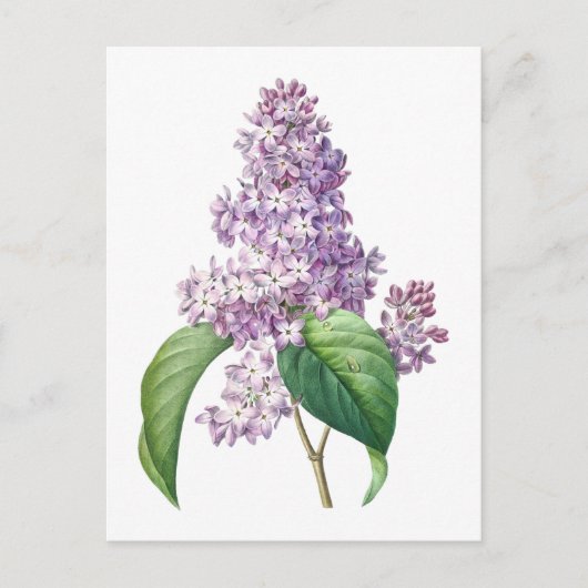 Carte Postale Illustration botanique de fleurs de lilas par Redo (Devant)