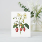 Carte Postale Illustration botanique de fraise (Debout devant)