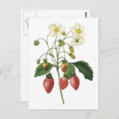 Carte Postale Illustration botanique de fraise (Devant / Derrière)