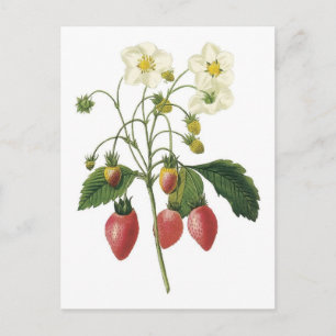 Carte Postale Illustration botanique de fraise