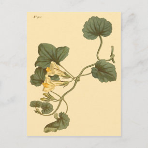 Carte Postale Illustration botanique de Gueule-de-loup à feuille