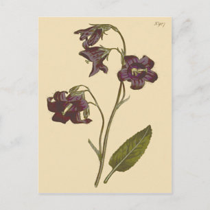 Carte Postale Illustration botanique de la Campanule à feuilles