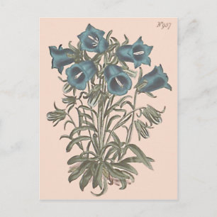 Carte Postale Illustration botanique de la campanule alpine