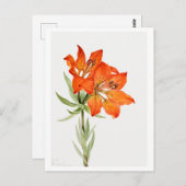 Carte Postale Illustration botanique de la Lys rouge (Devant / Derrière)