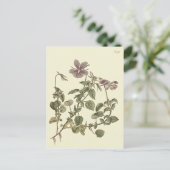 Carte Postale Illustration botanique de la violette cornue (Debout devant)
