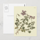 Carte Postale Illustration botanique de la violette cornue (Devant / Derrière)