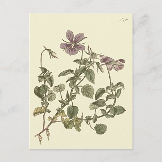 Carte Postale Illustration botanique de la violette cornue (Devant)