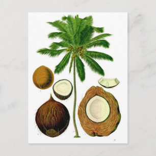 Carte Postale Illustration botanique de l'arbre à coco