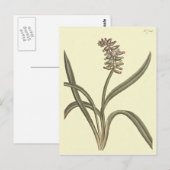 Carte Postale Illustration botanique de l'Hyacinthe du raisin de (Devant / Derrière)