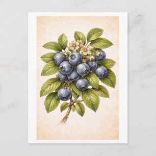 Carte Postale Illustration botanique de myrtille de style vintag