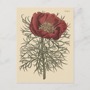 Carte Postale Illustration botanique de pivoine à feuilles fines