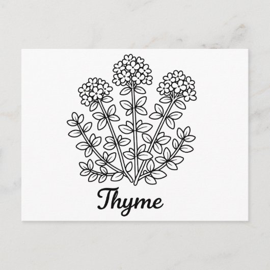 Carte Postale Illustration botanique de thym noir et blanc (Devant)