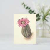 Carte Postale Illustration botanique de Turkeyhead Cactus (Debout devant)
