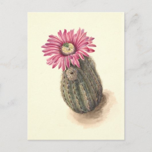 Carte Postale Illustration botanique de Turkeyhead Cactus (Devant)