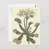 Carte Postale Illustration botanique de Vénus Flytrap (Devant / Derrière)