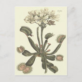 Carte Postale Illustration botanique de Vénus Flytrap (Devant)