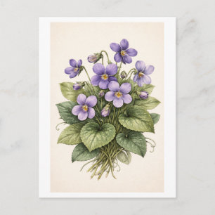 Carte Postale Illustration botanique de violettes de style vinta