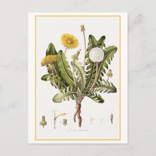 Carte Postale Illustration botanique du Dandelion vintage (Devant)