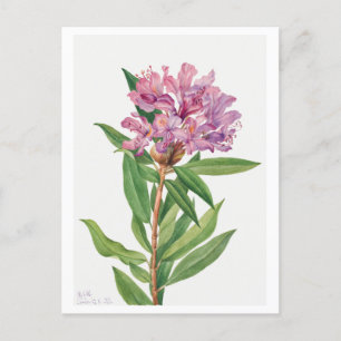 Carte Postale Illustration botanique du Rhododendron rose