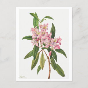 Carte Postale Illustration botanique du Rhododendron rose