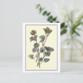 Carte Postale Illustration botanique "Ground Ivy" (Debout devant)
