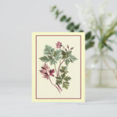 Carte Postale Illustration botanique "Herb Robert" (Debout devant)