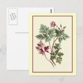 Carte Postale Illustration botanique "Herb Robert" (Devant / Derrière)