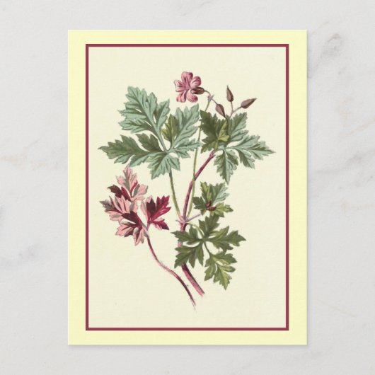 Carte Postale Illustration botanique "Herb Robert" (Devant)