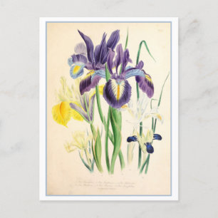 Carte Postale Illustration botanique Iris Vintage