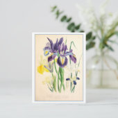 Carte Postale Illustration botanique Iris Vintage (Debout devant)