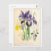 Carte Postale Illustration botanique Iris Vintage (Devant / Derrière)