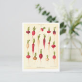 Carte Postale Illustration botanique Radis à partir du catalogue (Debout devant)